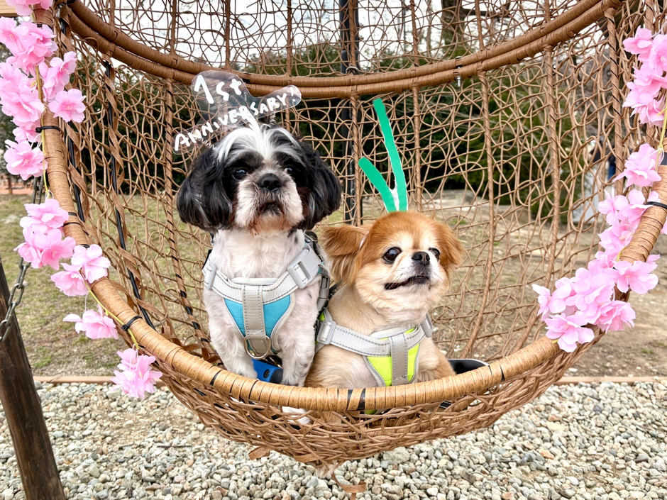 ワンちゃんと楽しむ春の写真撮影会
