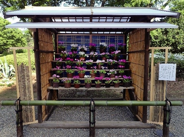 桜草花壇(令和3年度撮影)