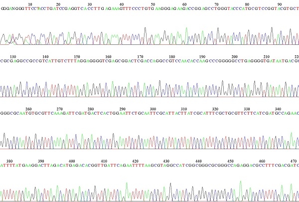 ＤＮＡ解析の結果