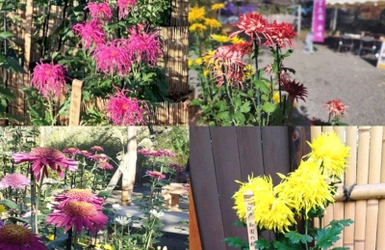 【11月８日（土）～11月30日（日）開催】向島百花園「菊が彩る江戸花屋敷」