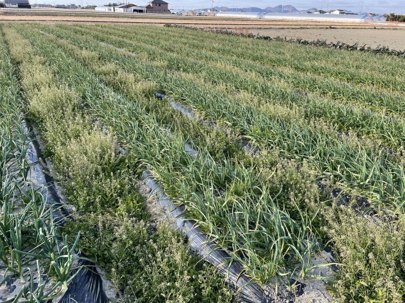 高知原産のにんにく葉