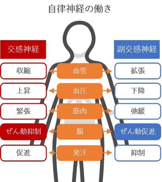 自律神経の乱れが全身の不調につながるわけ