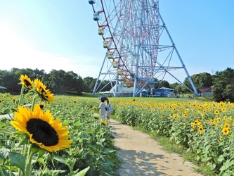 【葛西臨海公園】＜7/14㈮～8/13㈰まで＞大観覧車を背景に約３万本のひまわりをライトアップ！夏の葛西臨海公園で「花と光のムーブメント」開催。