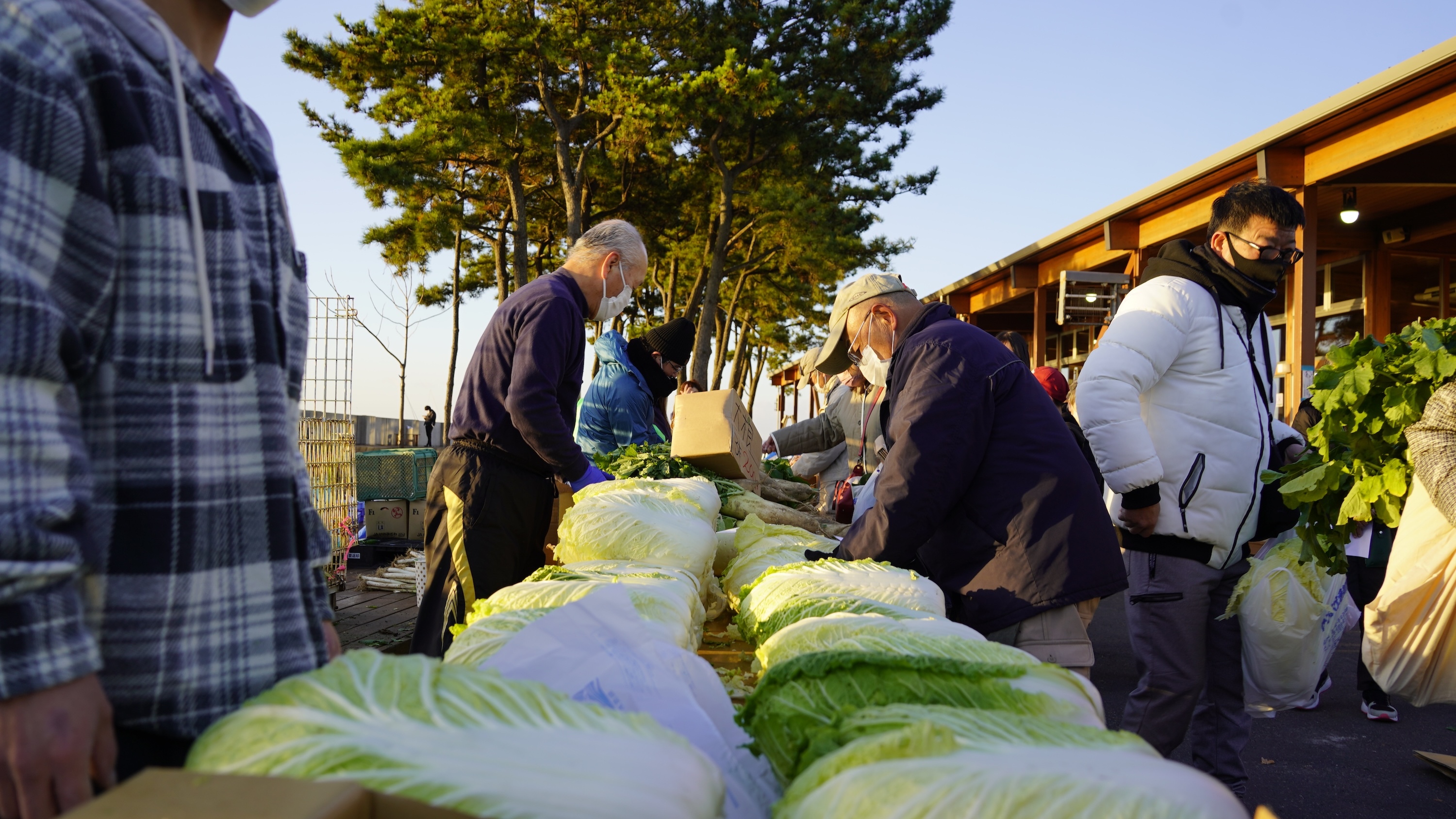 新鮮野菜を特価販売いたします