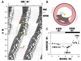 光による概日リズム調節が性周期によって変化することが明らかに ～女性は光の浴び方に注意～