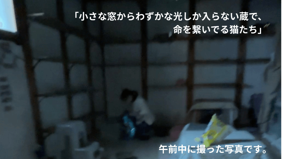 光なき蔵で生きる猫たち