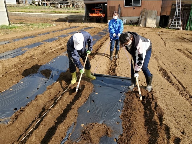 畝作り、これが大変な重労働でした。