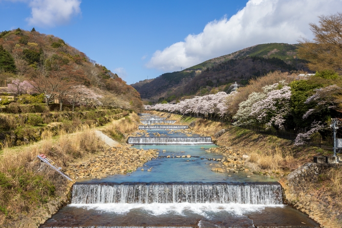 2023年箱根宮城野　早川提沿い桜並木