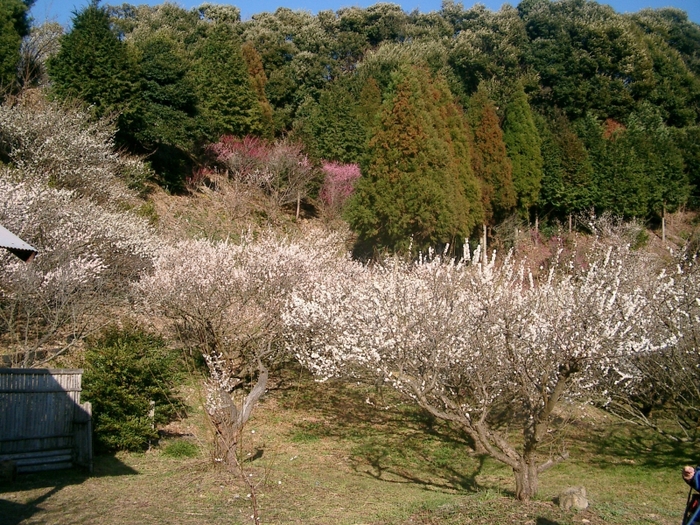 相良梅園(2)