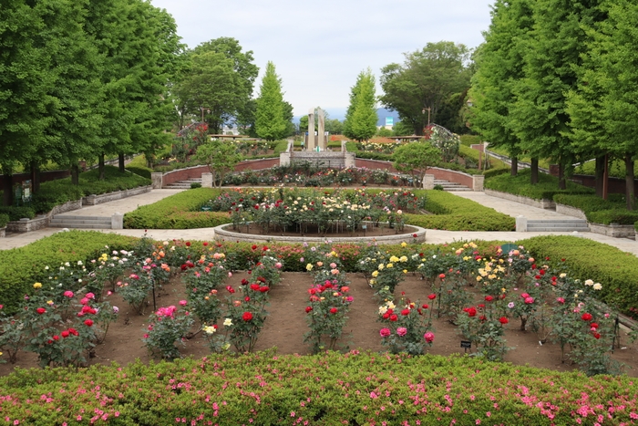 昨年の満開時のバラ園