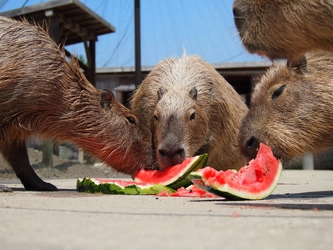 大好きなスイカにかぶりつくカピバラを眺めて癒されよう！ 堺・緑のミュージアム　ハーベストの丘にて 「カピバラスイカパーティー」7/31・8/7・8/21開催！