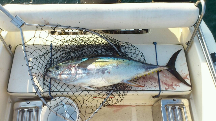 魚を釣った後の汚れ