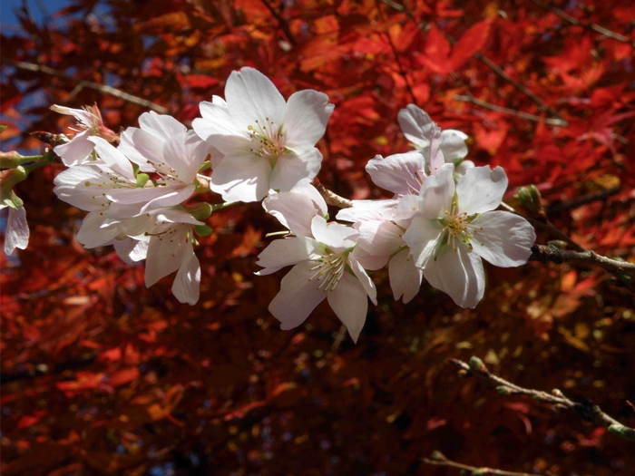 小原四季桜6