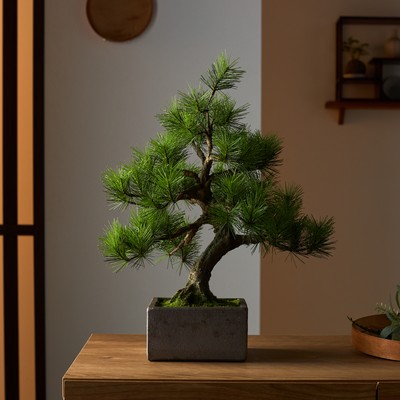 Moyogi 正面 on the 信楽焼鉢