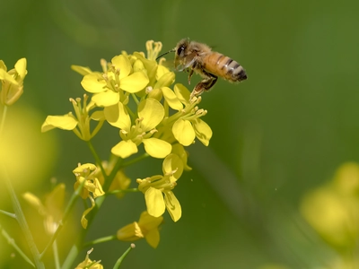 口腔内の良い菌を残して悪い菌のみ殺菌する独自成分を開発 　大木製薬、明海大と共同研究／特許取得を発表