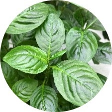 藍ルーロス®※5