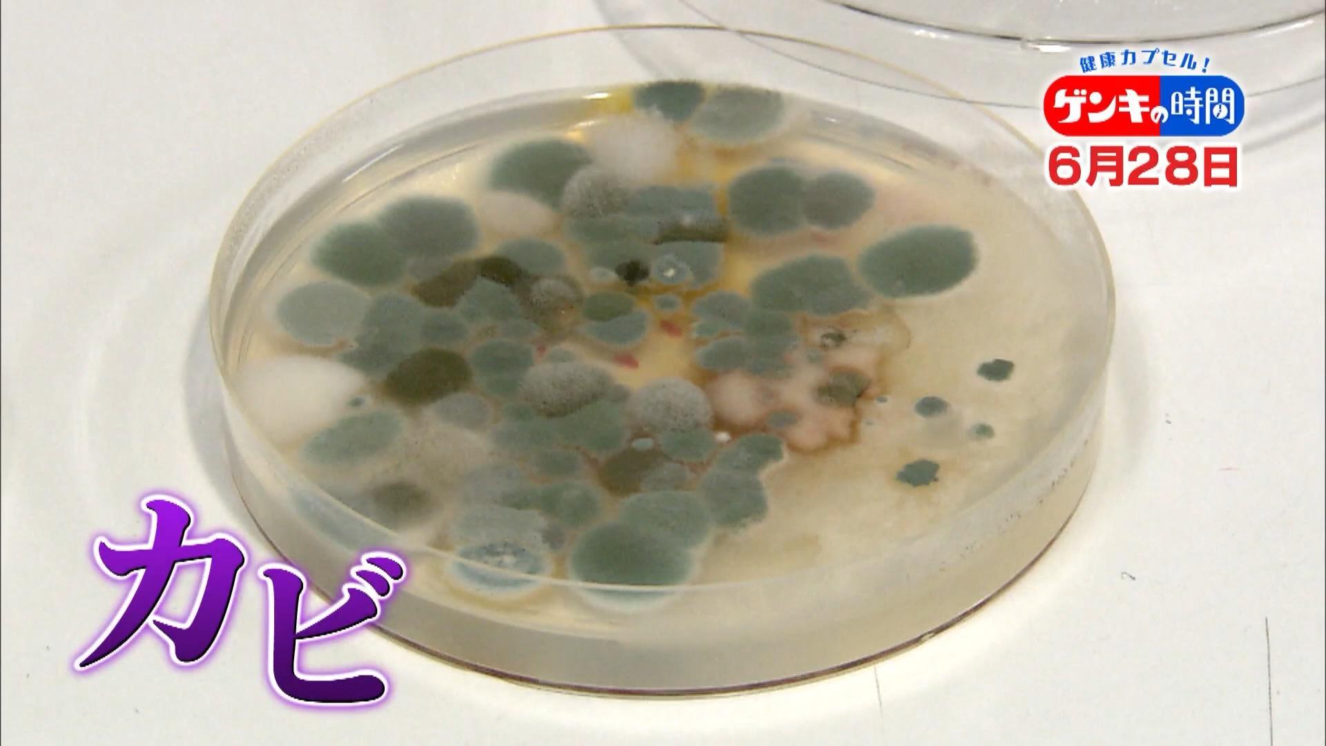 重大な感染症を招く恐れ…「カビ」が潜む意外な場所や手軽にできる除菌法・予防掃除術をご紹介!6月28日(日)あさ7:00放送『健康カプセル!ゲンキの時間』