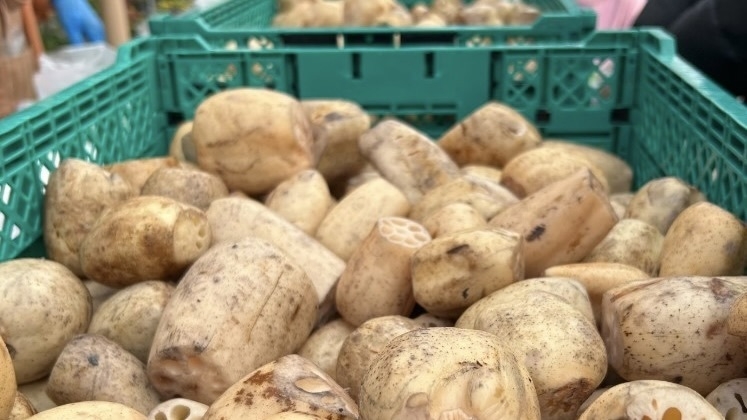 れんこん詰め放題