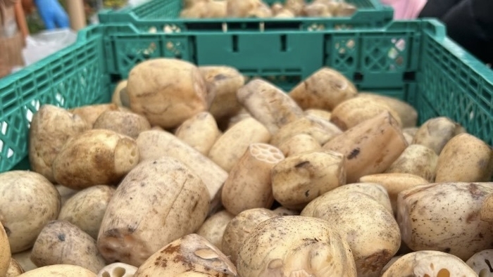 れんこん詰め放題