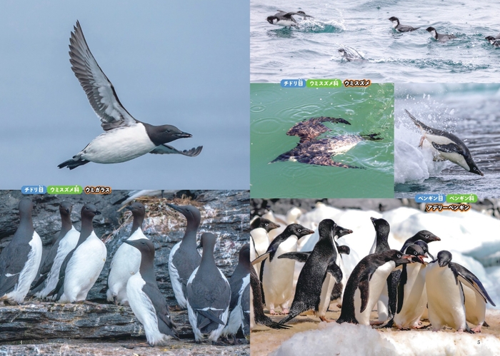  “他鳥の空似”アルバム