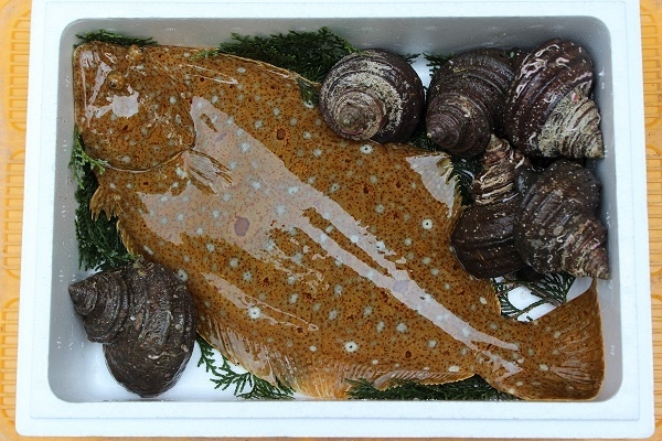 返礼品:「宗麟ひらめ」とサザエ