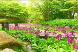 園内 クリンソウの群落