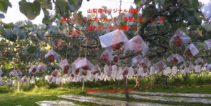 ぶどう圃場