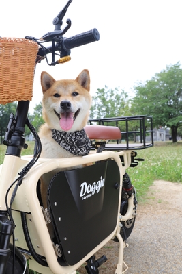doggie-2