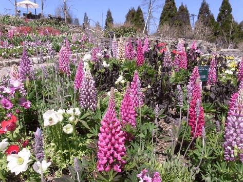 ルピナス (4月中旬~6月中旬)