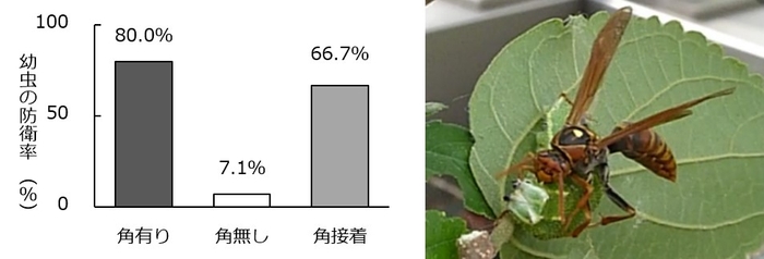 (図1)アシナガバチによる捕食実験におけるゴマダラチョウ幼虫の防衛率(左)、(図2)角無しの幼虫が防衛に失敗し、首に噛みつかれた様子(右)