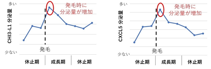 図3：発毛時のマウス皮膚にて、CHI3-L1とCXCL5の分泌量が増加する