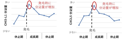 図3:発毛時のマウス皮膚にて、CHI3-L1とCXCL5の分泌量が増加する