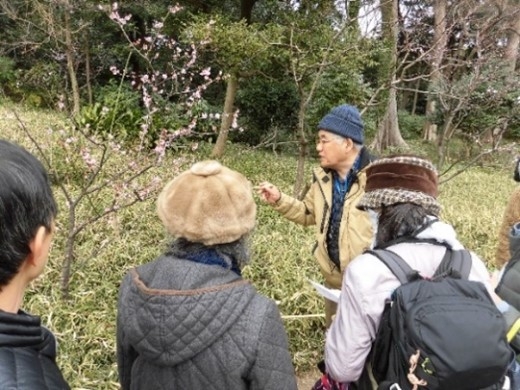 過去の「梅めぐり」の様子