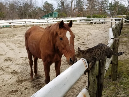 殺処分される馬の命を救い最後までみとる場の継続を！ 引退馬と仲間の動物たちが暮らす養老牧場「松原ステーブルス」が クラウドファンディングに5/14まで挑戦中！