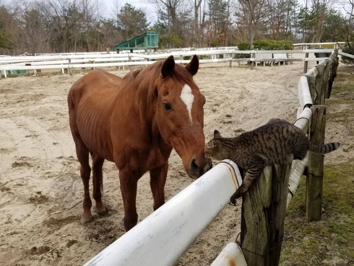 ホシオーと猫のゲン