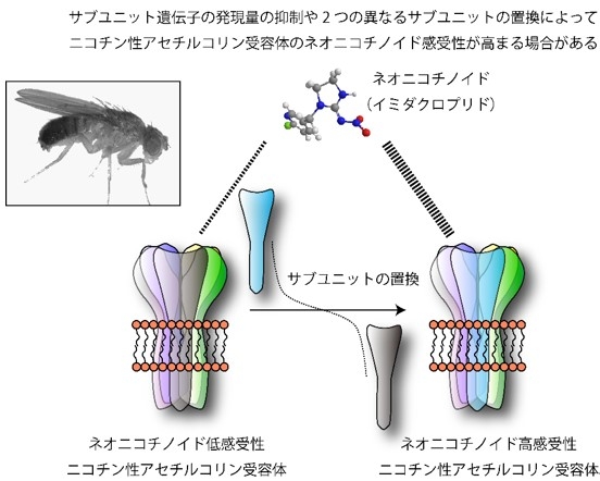 ネオニコチノイド系殺虫剤の作用機構の概要図