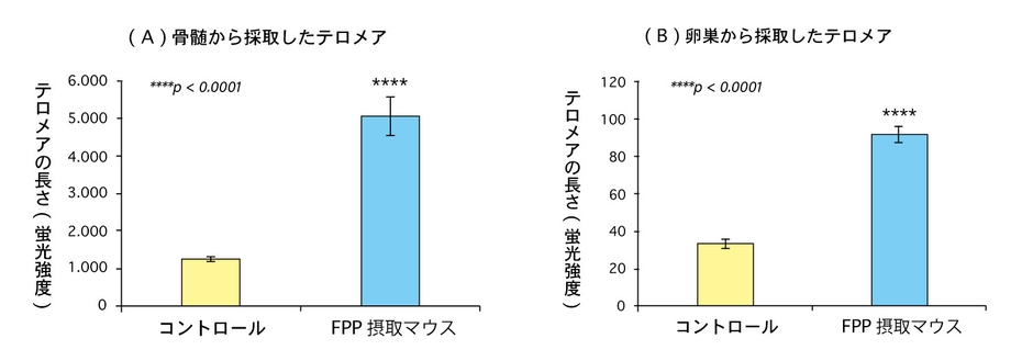 (図3)FPP(パパイヤ発酵食品)を摂取したマウスと摂取していないマウスのテロメアの長さの比較