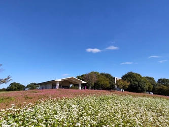 【舎人公園】「赤そば（高嶺ルビー）花壇」見頃のお知らせ！