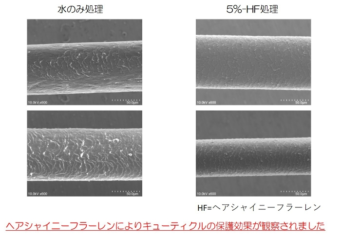 紫外線によるキューティクル保護効果