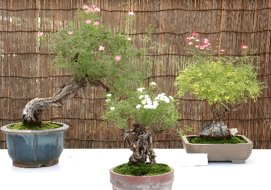 秋のミニバラ盆栽展（令和５年撮影）