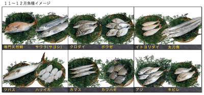 11~12月の魚種イメージ