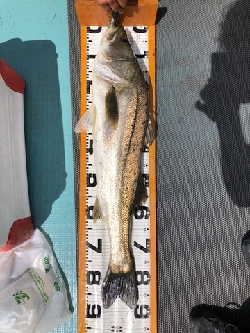 釣果の一部(1)