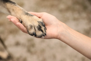 犬のしつけで絶対にしてはいけない8のコト！