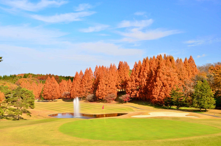秋のメタセコイヤ(葛城9番ホール)