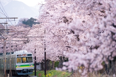 春の秩父鉄道イメージ