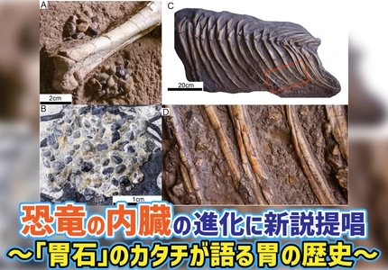 【岡山理科大学】恐竜の内臓の進化に新説提唱　～「胃石」のカタチが語る胃の歴史～