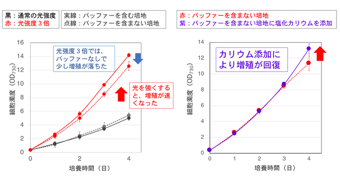 図2. シネコシスティスの増殖曲線