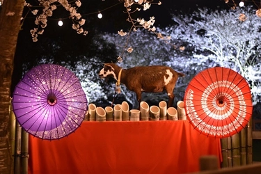 今年のテーマは「和×夜桜×動物」、 牧場ならではの夜のお花見 『夜桜ライトアップ』