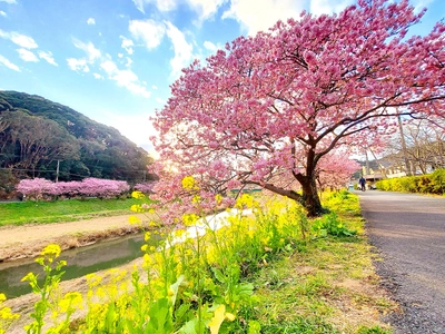 春を迎えに伊豆の旅へ　早咲きの桜が舞う「みなみの桜と菜の花まつり」と「河津桜まつり」 ２月１日（水） からスタート