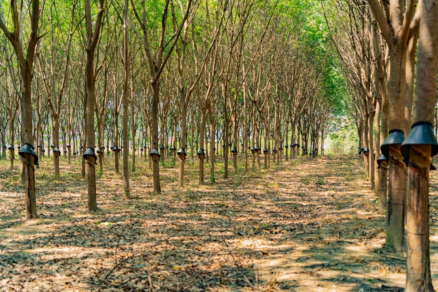 天然ゴム※画像はイメージです 2